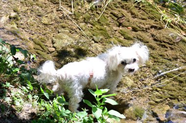 Beyaz, sevimli, açık hava köpekleri.