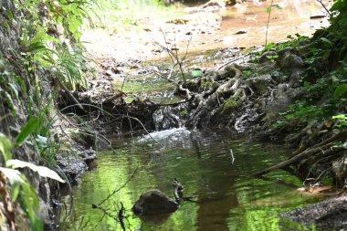 Ormandaki akarsu manzarasını kapat.