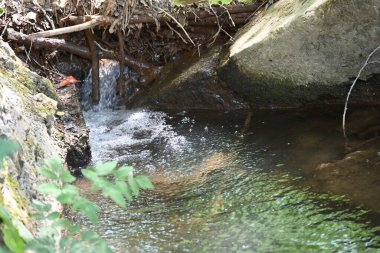 Ormandaki su akıntısı. Yakın görüş.