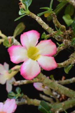 Güzel pembe Adenyum çiçekleri yazın güneşli bir günde bahçede yetişir. 