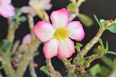Güzel pembe Adenyum çiçekleri yazın güneşli bir günde bahçede yetişir. 