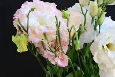 Siyah arka planda güzel bir buket Eustoma çiçeği. 
