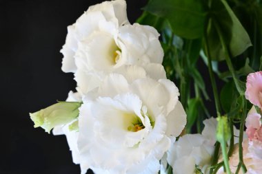 Siyah arka planda güzel bir buket Eustoma çiçeği. 