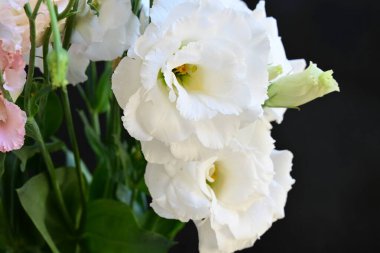 Siyah arka planda güzel bir buket Eustoma çiçeği. 