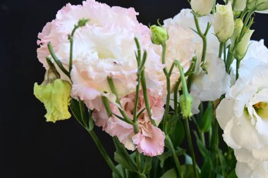 Siyah arka planda güzel bir buket Eustoma çiçeği. 
