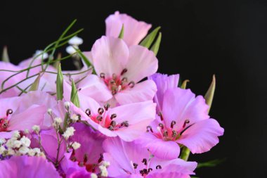 Koyu arkaplanda güzel pembe çiçekler.