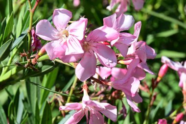 Doğadaki canlı çiçek desenlerinin yakın çekimleri.