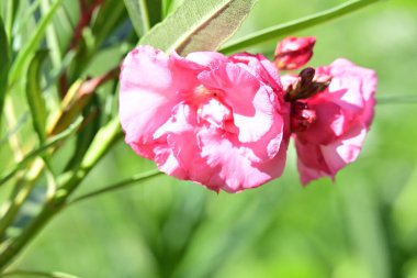 Çiçek tarlasında, yaz bahçesinde güzel çiçeklere yakın. 