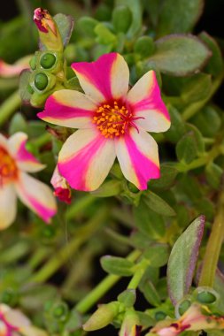 Bahçe bitkileri arasındaki renkli çiçeklere ayrıntılı olarak odaklan.