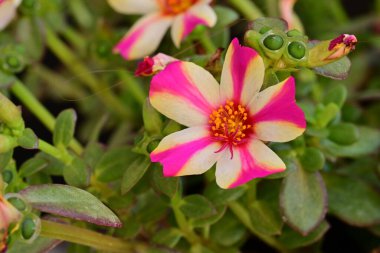 Çiçek tarlasında, yaz bahçesinde güzel çiçeklere yakın. 