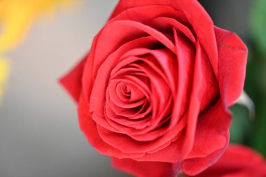 Arka plan bulanık üzerinde güzel kırmızı gül