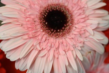 Koyu arkaplanda güzel çiçeklerin yakın çekimi 