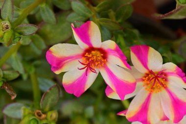 Bahçede güzel çizgili pembe ve beyaz çiçekler