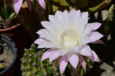 Kaktüs çiçeğinin yakın çekimi. 