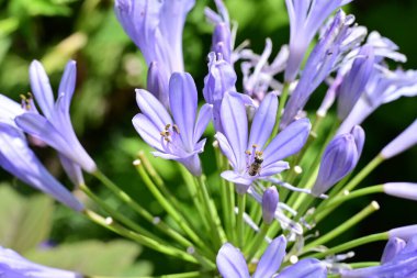 Bahçe bitkileri arasındaki renkli çiçeklere ayrıntılı olarak odaklan.