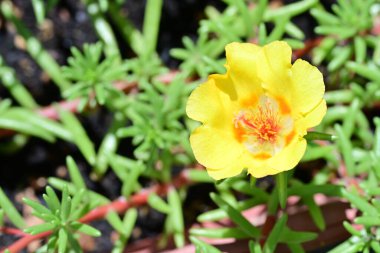Çiçek tarlasında, yaz bahçesinde güzel çiçeklere yakın. 