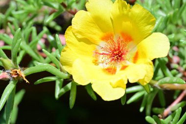 Çiçek tarlasında, yaz bahçesinde güzel çiçeklere yakın. 