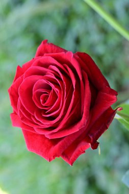 güzel kırmızı gül bahçesinde yakın up