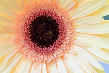 Beyaz gerbera Çiçek Bahçe