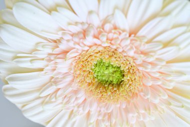 Beyaz gerbera Çiçek Bahçe