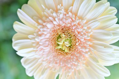 Beyaz gerbera Çiçek Bahçe