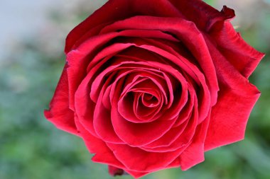 Bahçede kırmızı bir gül. Yaklaş.