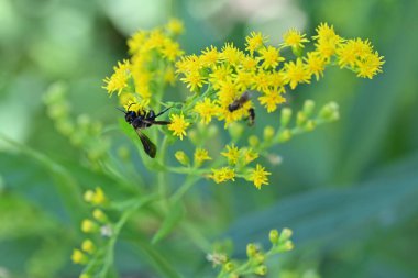 Kapalı yaz bahçesinde açan güzel çiçeklerin manzarası         