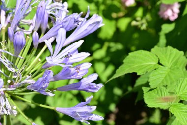 Bahçedeki güzel mor çiçekler