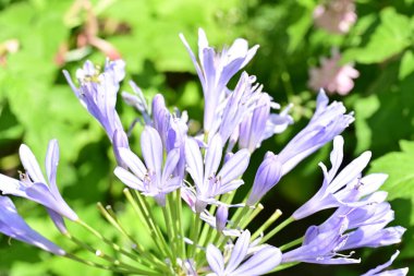 Bahçedeki güzel mor çiçekler