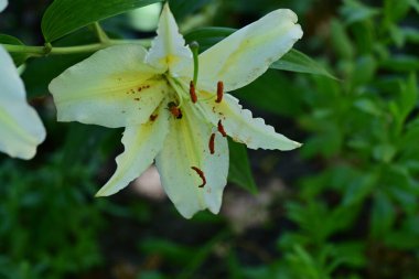 # Bahçedeki güzel zambak çiçekleri # 