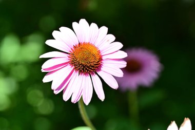 Çiçek tarlasında, yaz bahçesinde güzel çiçeklere yakın. 