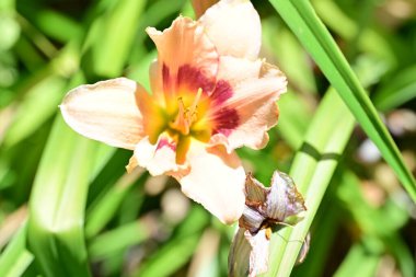 # Bahçedeki güzel zambak çiçekleri # 