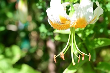 # Bahçedeki güzel zambak çiçekleri # 