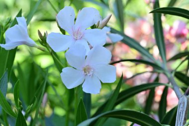 Çiçek tarlasında, yaz bahçesinde güzel çiçeklere yakın. 