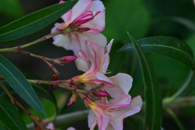 Çiçek tarlasında, yaz bahçesinde güzel çiçeklere yakın. 