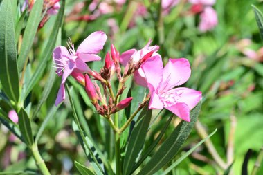 Bahçedeki göz kamaştırıcı çiçeklerin dar çerçevesi.