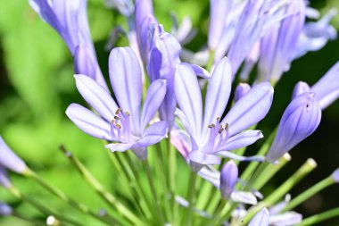 Çiçek tarlasında, yaz bahçesinde güzel çiçeklere yakın. 
