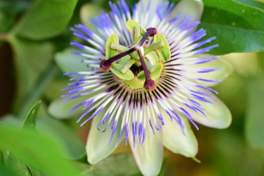 Bahçedeki tutku çiçeğini kapat. 