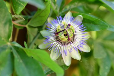 Bahçedeki tutku çiçeğini kapat. 