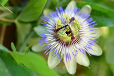 Bahçedeki tutku çiçeğini kapat. 