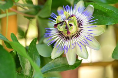 Bahçedeki tutku çiçeğini kapat. 