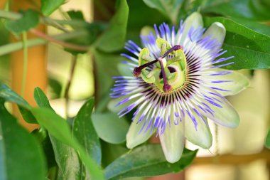 Bahçedeki tutku çiçeğini kapat. 