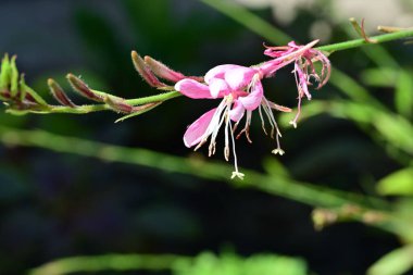 Çiçek tarlasında, yaz bahçesinde güzel çiçeklere yakın. 