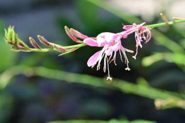 Çiçek tarlasında, yaz bahçesinde güzel çiçeklere yakın. 