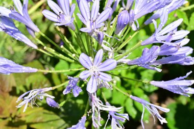 bahçede güzel mor çiçek yakın çekim 