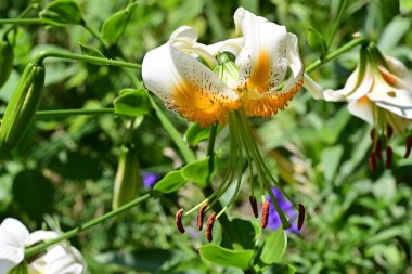 Çiçek tarlasında, yaz bahçesinde güzel çiçeklere yakın. 