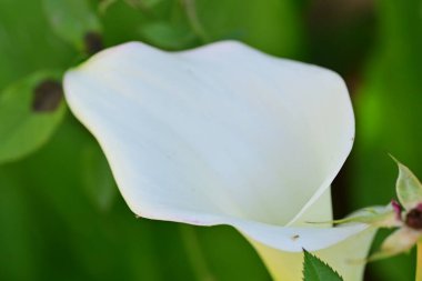 Çiçek tarlasında, yaz bahçesinde güzel çiçeklere yakın. 