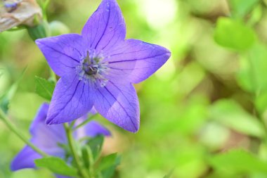 Çiçek tarlasında, yaz bahçesinde güzel çiçeklere yakın. 