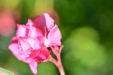 Çiçek tarlasında, yaz bahçesinde güzel çiçeklere yakın. 