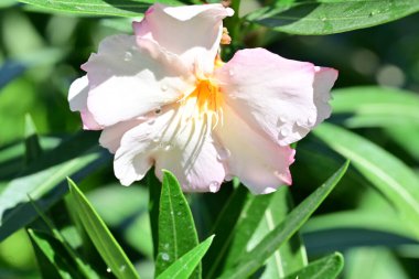 Çiçek tarlasında, yaz bahçesinde güzel çiçeklere yakın. 